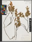 Foto von Salix myrtilloides L.